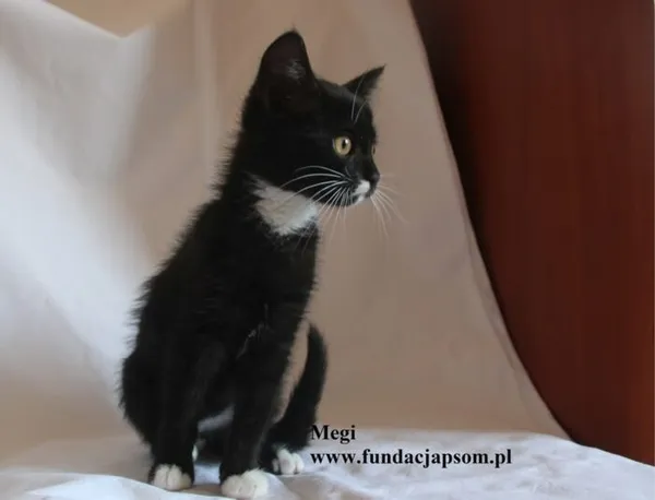 Kot do adopcji, Nowy Dwór Mazowiecki, 4 sierpnia 2025 (5/5)
