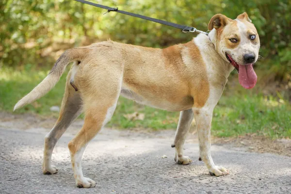 Pies do adopcji, Nowodwór, 4 sierpnia 2025 (1/5)