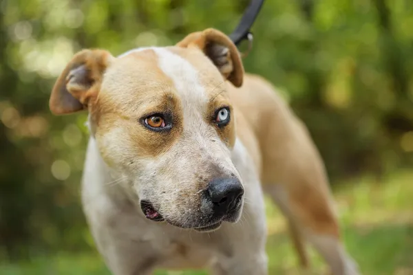 Pies do adopcji, Nowodwór, 4 sierpnia 2025 (2/5)