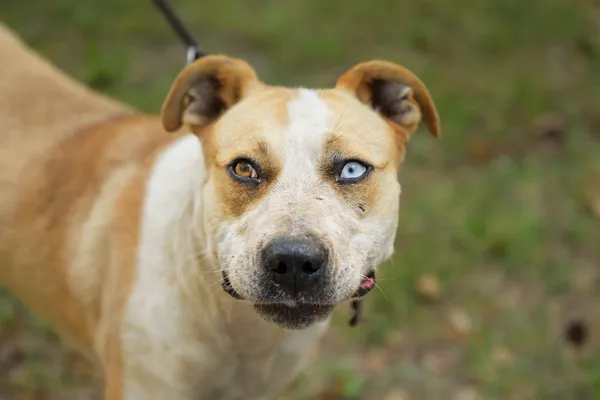 Pies do adopcji, Nowodwór, 4 sierpnia 2025 (5/5)