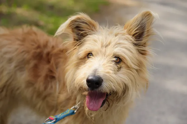 Pies do adopcji, Nowodwór, 4 sierpnia 2025 (1/5)