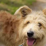 Pies do adopcji