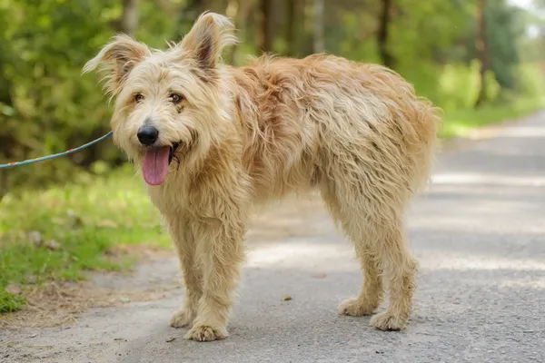 Pies do adopcji, Nowodwór, 4 sierpnia 2025 (4/5)