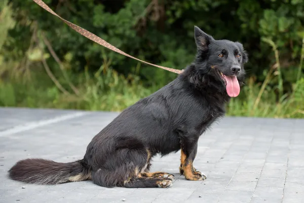 Pies do adopcji, Nowodwór, 4 sierpnia 2025 (1/5)