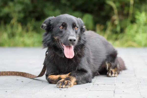 Pies do adopcji, Nowodwór, 4 sierpnia 2025 (3/5)