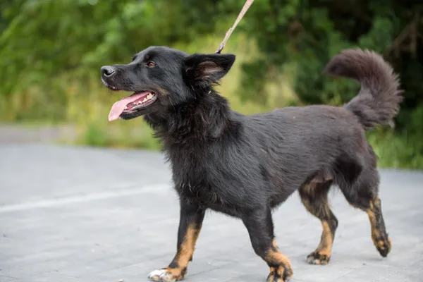 Pies do adopcji, Nowodwór, 4 sierpnia 2025 (5/5)