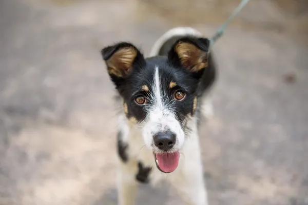 Pies do adopcji, Nowodwór, 4 sierpnia 2025 (2/5)