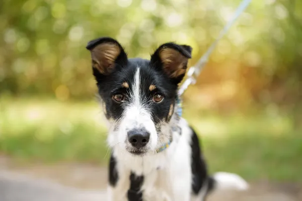 Pies do adopcji, Nowodwór, 4 sierpnia 2025 (5/5)