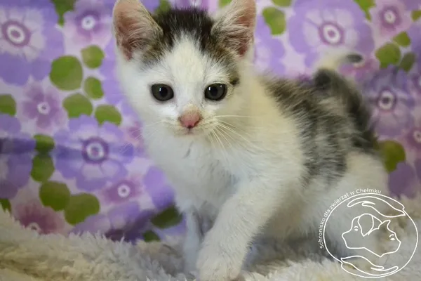 Kot do adopcji, Chełmek, 18 lipca 2025