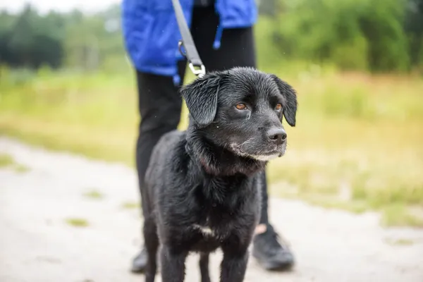 Pies do adopcji, Nowodwór, 4 sierpnia 2025 (1/5)