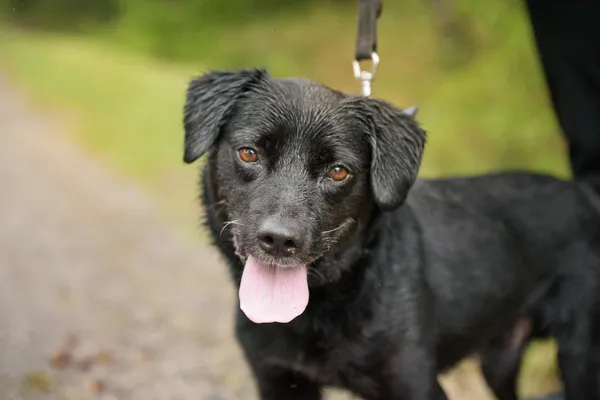 Pies do adopcji, Nowodwór, 4 sierpnia 2025 (2/5)