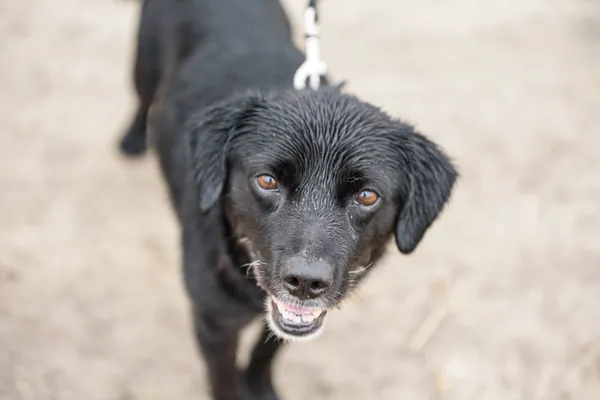 Pies do adopcji, Nowodwór, 4 sierpnia 2025 (5/5)