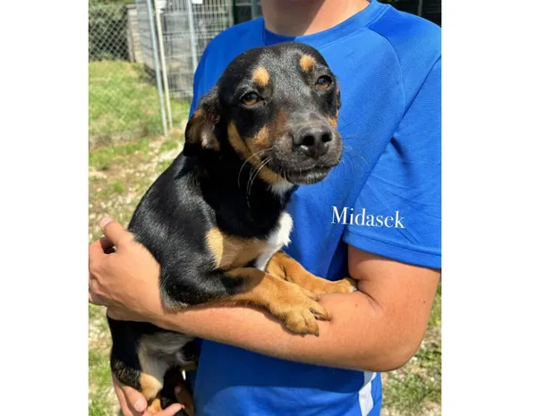 Pies do adopcji, Przyborówko, 4 sierpnia 2025 (3/3)