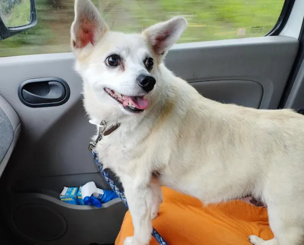 Pies do adopcji, Przyborówko, 4 sierpnia 2025