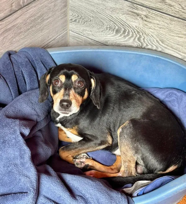 Pies do adopcji, Przyborówko, 6 października 2025 (1/4)