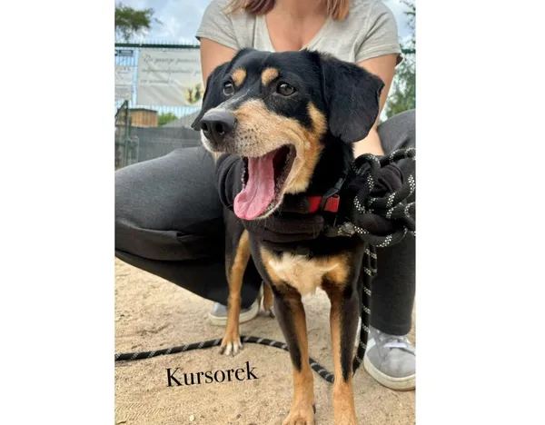 Pies do adopcji, Przyborówko, 6 października 2025 (4/4)