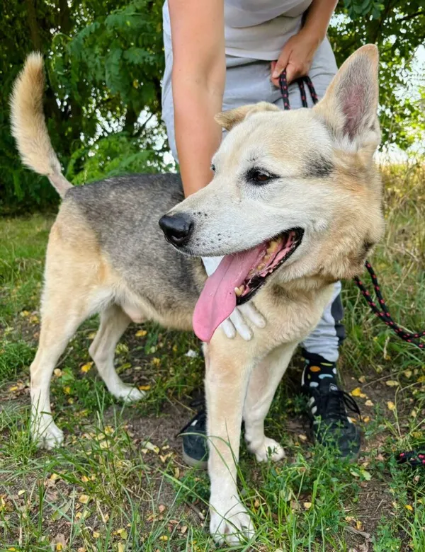 Pies do adopcji, Przyborówko, 4 sierpnia 2025 (2/3)