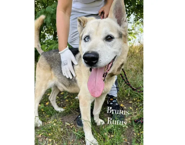 Pies do adopcji, Przyborówko, 4 sierpnia 2025 (3/3)