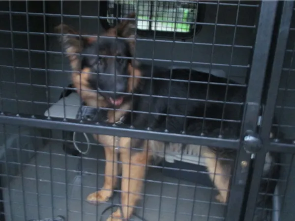 Znaleziono psa, Bydgoszcz, 3 sierpnia 2025