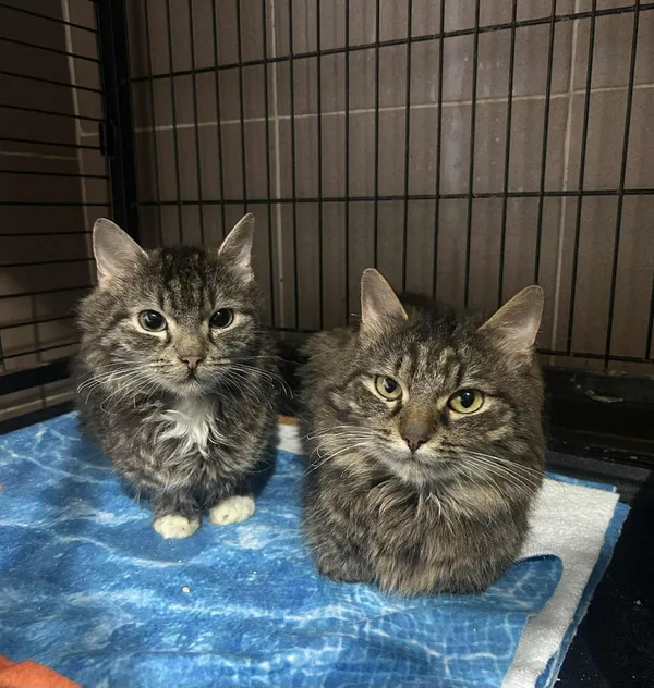 Kot do adopcji, Głowno, 4 sierpnia 2025 (1/3)