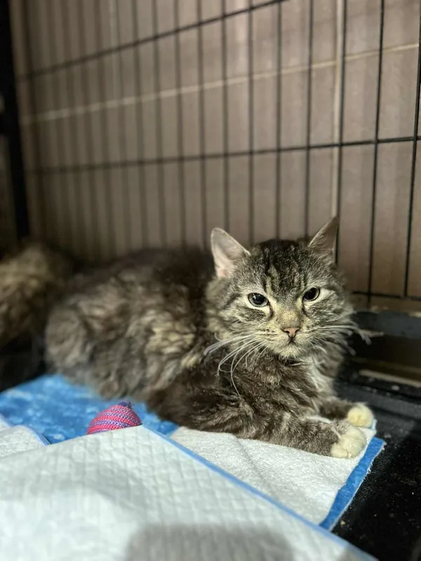 Kot do adopcji, Głowno, 4 sierpnia 2025 (2/3)