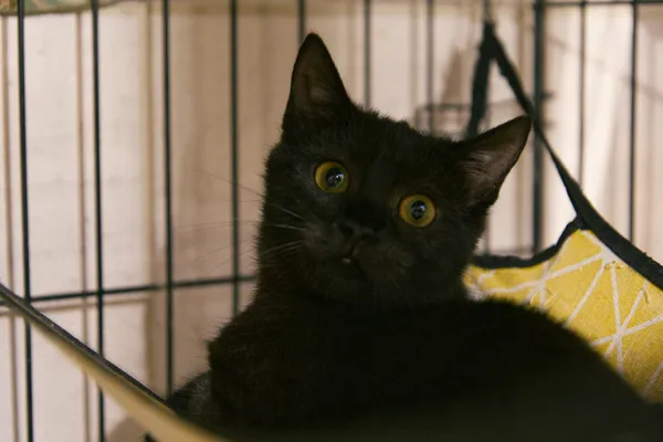 Znaleziono kota, Sosnowiec, 31 lipca 2025 (4/5)