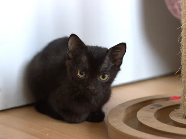 Znaleziono kota, Sosnowiec, 30 lipca 2025 (2/5)