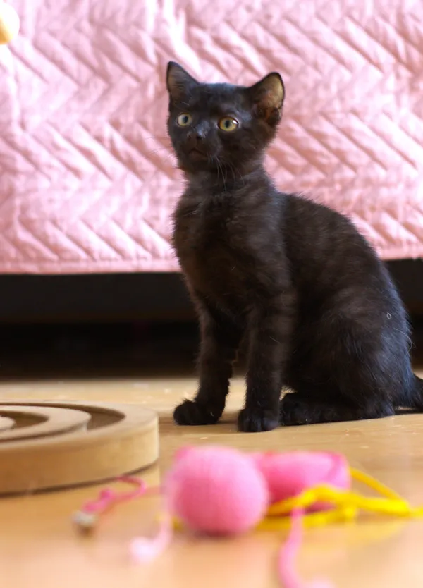 Znaleziono kota, Sosnowiec, 30 lipca 2025 (4/5)