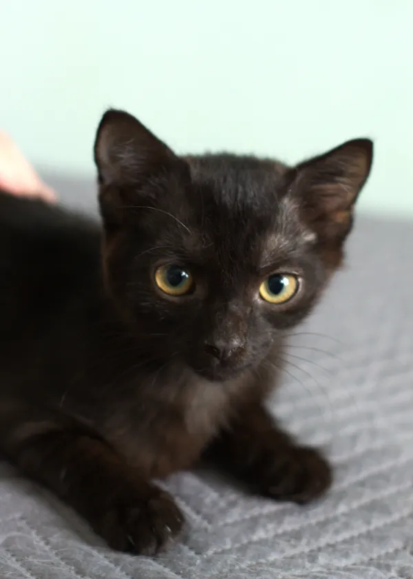 Znaleziono kota, Sosnowiec, 30 lipca 2025 (5/5)