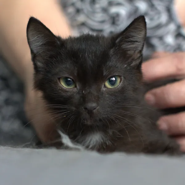 Znaleziono kota, Sosnowiec, 30 lipca 2025 (1/2)