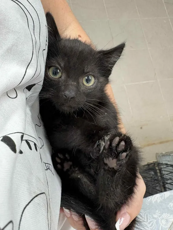 Znaleziono kota, Sosnowiec, 30 lipca 2025 (2/2)