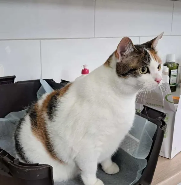 Znaleziono kota, Olsztyn, 5 sierpnia 2025