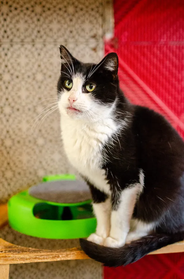 Oddam kota, Olsztyn, Osiedle nad Jeziorem Długim, 5 sierpnia 2025 (1/2)