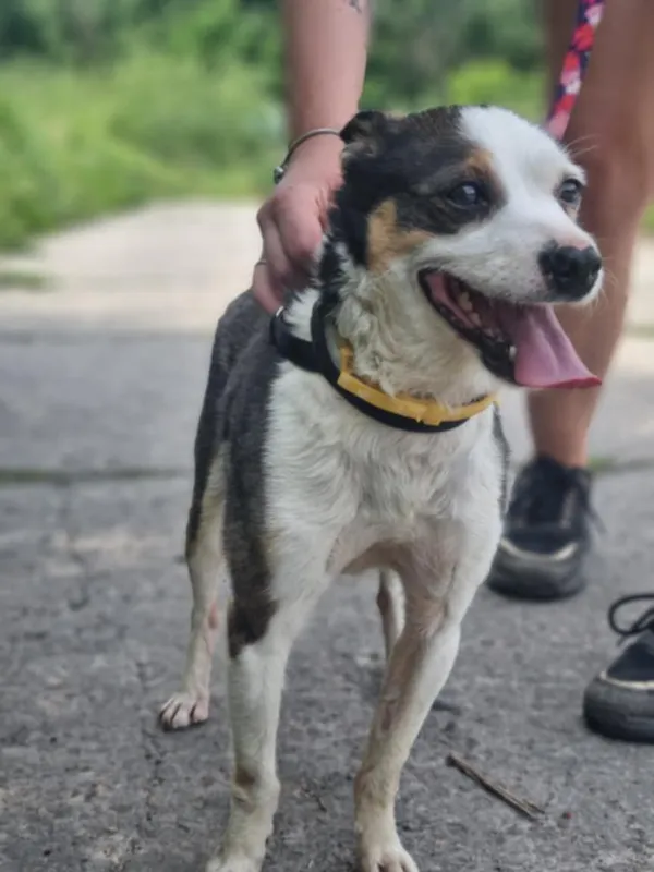 Znaleziono psa, Żywiec, 3 sierpnia 2025 (1/5)