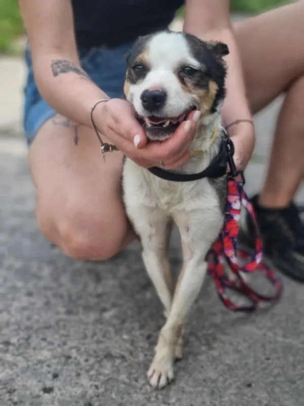 Znaleziono psa, Żywiec, 3 sierpnia 2025 (2/5)