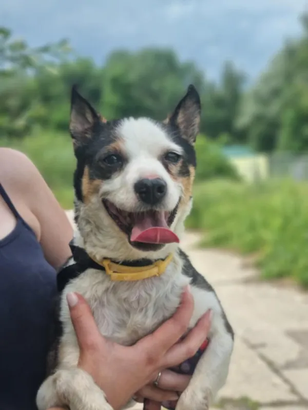 Znaleziono psa, Żywiec, 3 sierpnia 2025 (4/5)