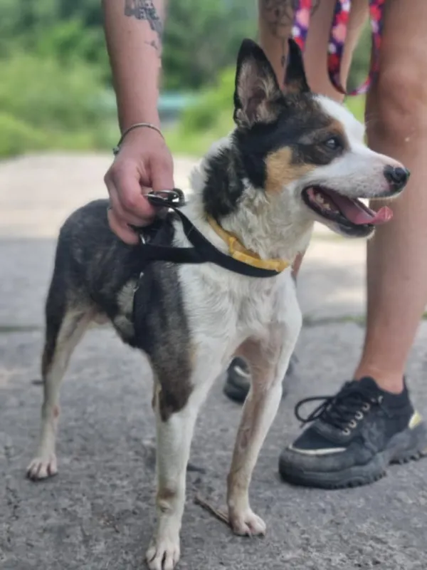 Znaleziono psa, Żywiec, 3 sierpnia 2025 (5/5)