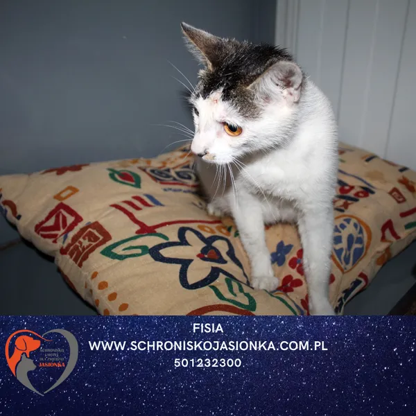 Kot do adopcji, Dębniak, 5 sierpnia 2025