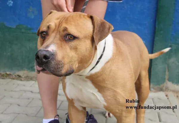 Pies do adopcji, Nowy Dwór Mazowiecki, 5 sierpnia 2025 (1/5)