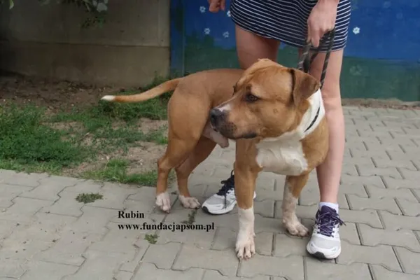 Pies do adopcji, Nowy Dwór Mazowiecki, 5 sierpnia 2025 (2/5)