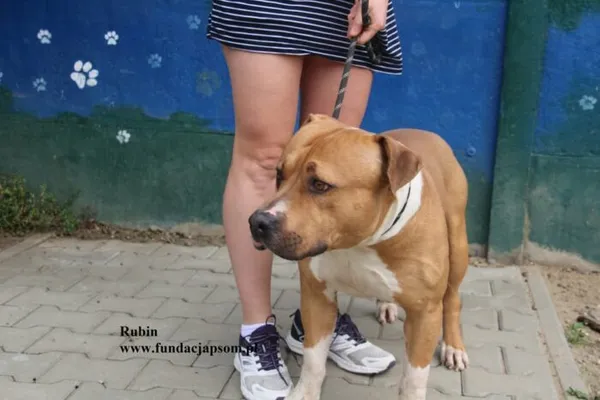 Pies do adopcji, Nowy Dwór Mazowiecki, 5 sierpnia 2025 (3/5)