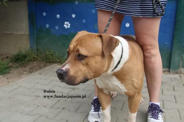 Pies do adopcji, Nowy Dwór Mazowiecki, 5 sierpnia 2025 (4/5)