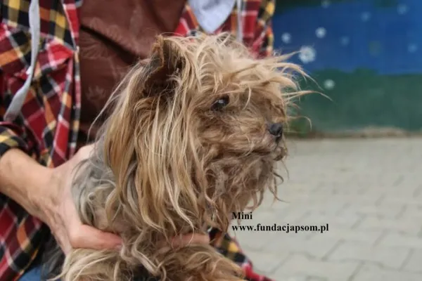 Pies do adopcji, Nowy Dwór Mazowiecki, 5 sierpnia 2025 (2/5)