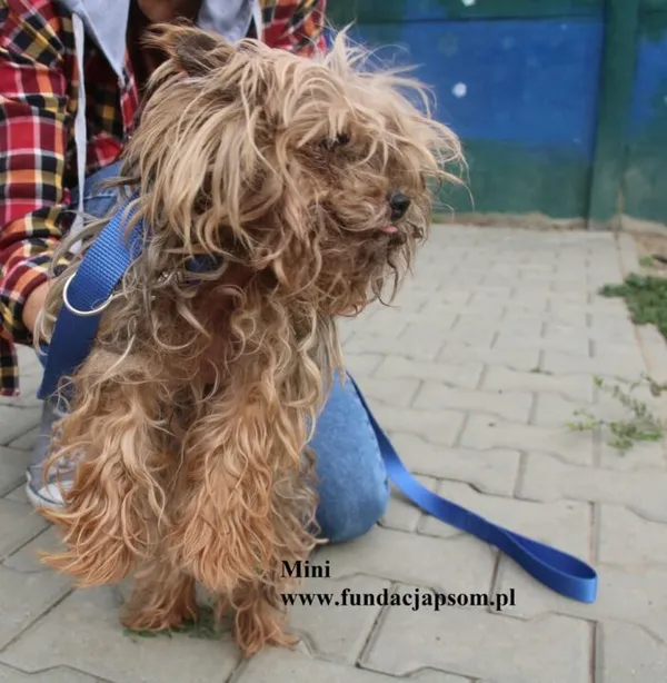 Pies do adopcji, Nowy Dwór Mazowiecki, 5 sierpnia 2025 (5/5)