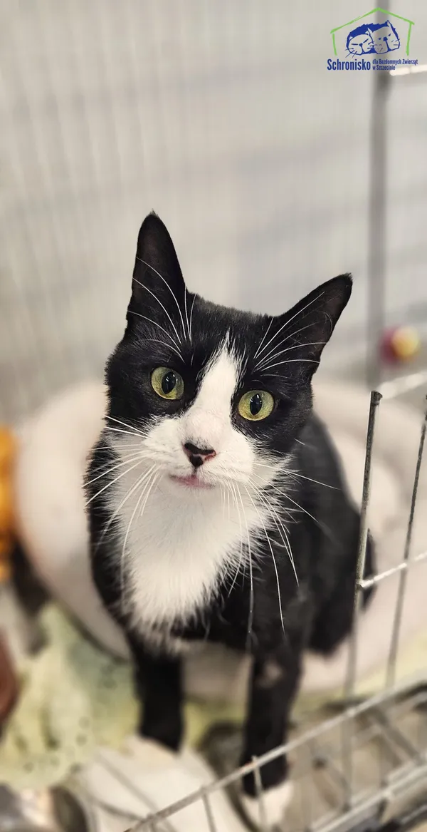 Znaleziono kota, Szczecin, 5 sierpnia 2025 (1/2)