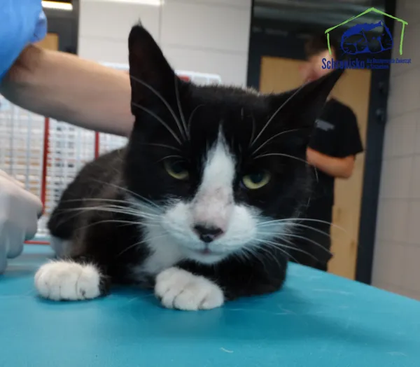 Znaleziono kota, Szczecin, 5 sierpnia 2025 (2/2)