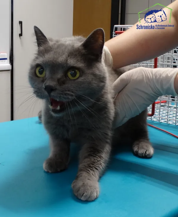 Znaleziono kota, Szczecin, 4 sierpnia 2025