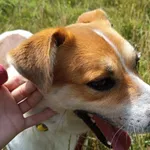 Pies do adopcji