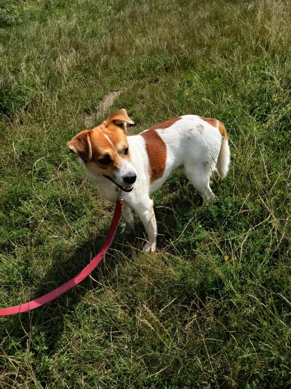 Pies do adopcji, Pawłowo, 5 sierpnia 2025 (2/4)