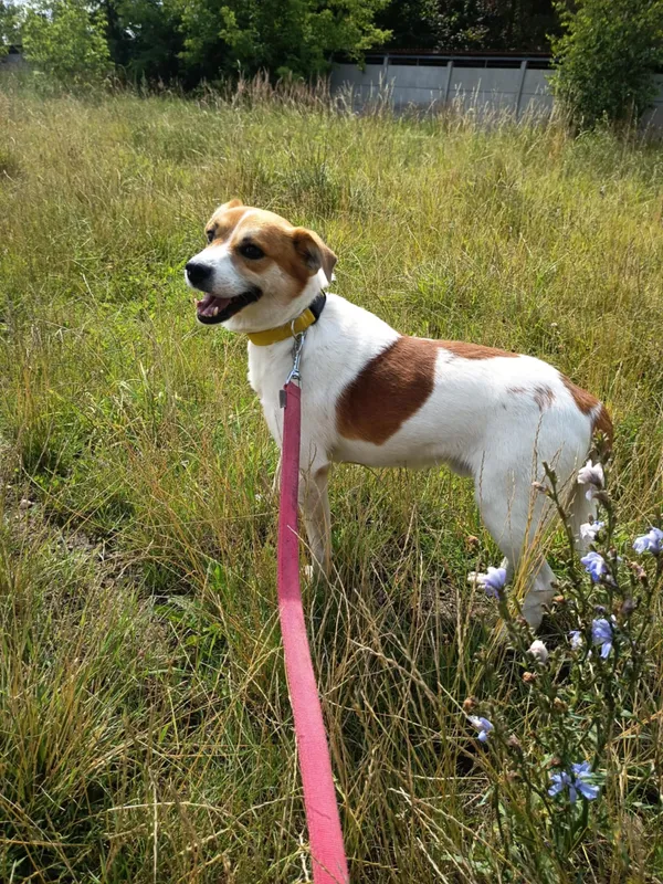 Pies do adopcji, Pawłowo, 5 sierpnia 2025 (3/4)